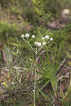 Southern rattlesnake master